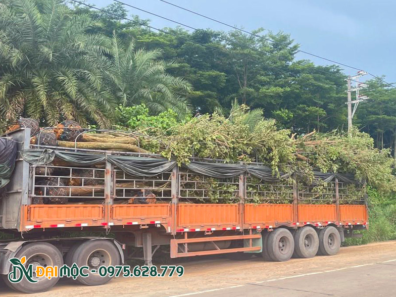 Bốc xếp số lượng lớn cây hoa phong linh vàng cổ thụ