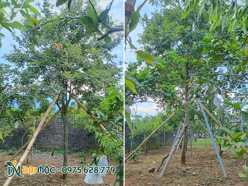 Phong linh vàng cổ thụ được trồng và chống cọc chắc chắn