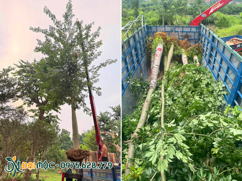 Cần cẩu đưa cây mỹ nhân cổ thụ lên xe siêu trường siêu trọng