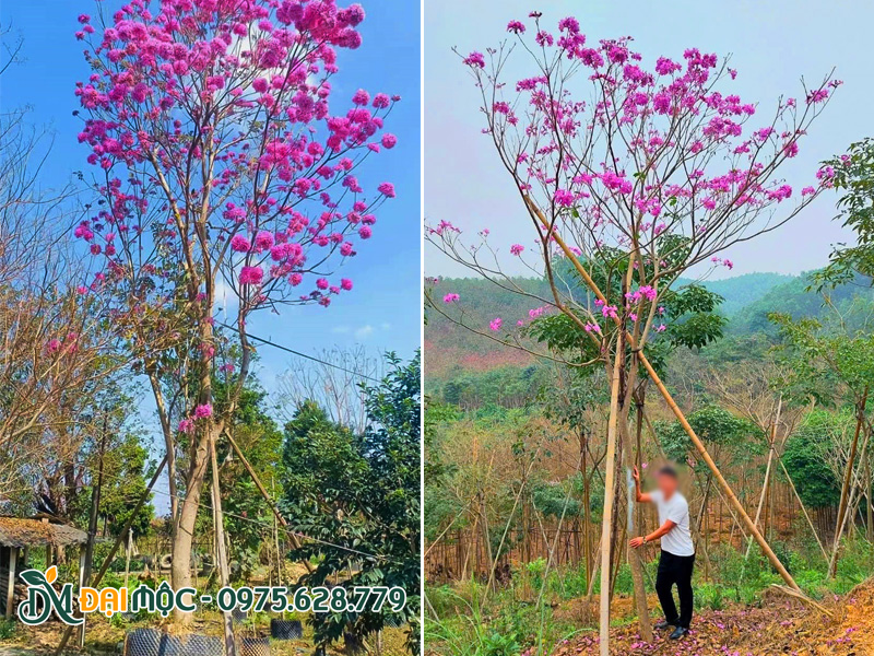 Cây hoa phong linh tím cổ thụ đã dâm ủ kỹ trong bầu nổi hoặc bầu chìm tại vườn ở Hà Nội