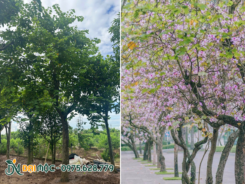 Cây cổ thụ trồng bóng mát có hoa đẹp