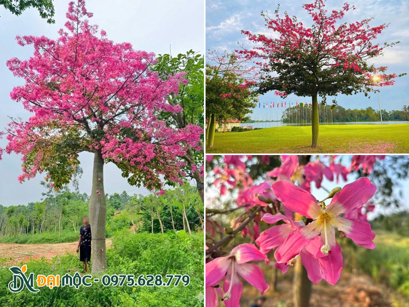 Cây mỹ nhân cổ thụ nở hoa rực rỡ