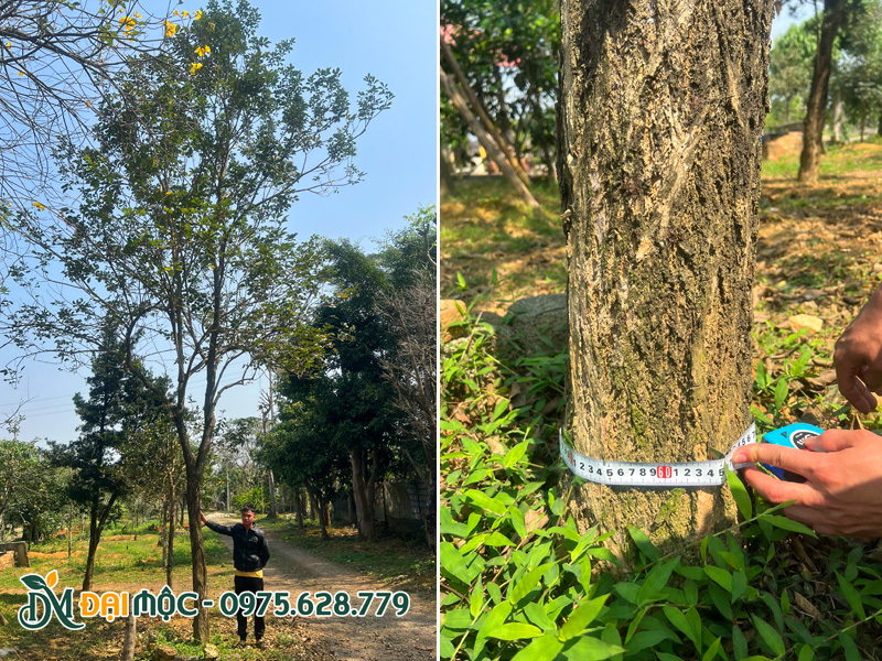 Hình ảnh già cỗi của cây hoa phong linh vàng cổ thụ cao 8 - 9m