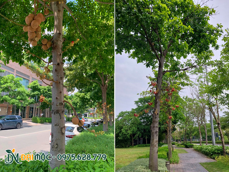 Cây sala cổ thụ kiến tạo bóng mát