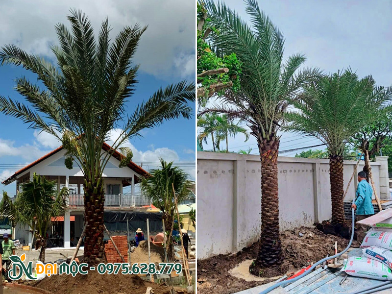 Trồng cây chà là cổ thụ trước nhà tạo bóng mát và ăn quả