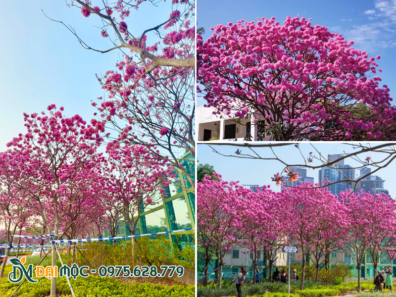 Vẻ đẹp của cây hoa phong linh tím đại thụ, cổ thụ