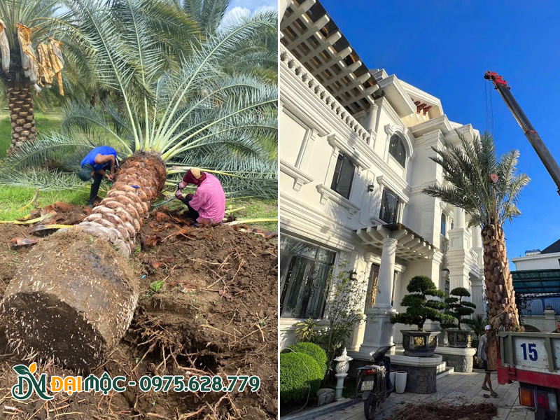 Cần cẩu đang hạ cây vào hố trồng trước sân căn biệt thự 3 tầng cao cấp