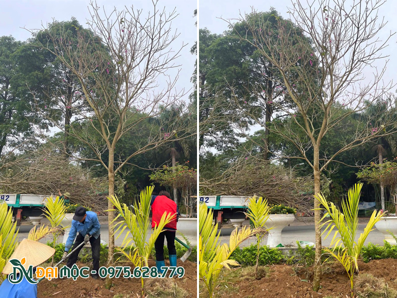 Tiến hành trồng và lấp đất cho cây phong linh hoa tím