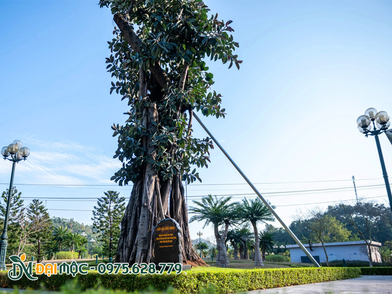 Cây cổ thụ trồng lưu niệm tại khu di tích