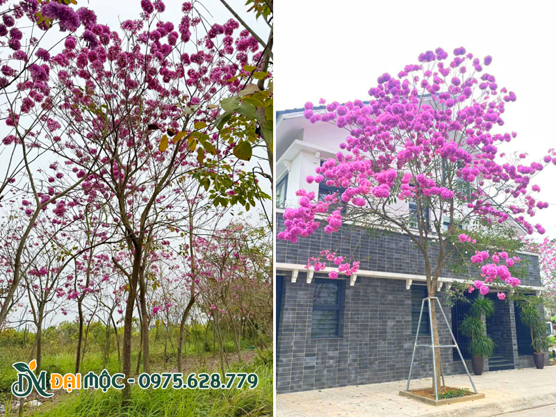 Hình ảnh cây hoa phong linh tím cổ thụ khoe sắc vô cùng thu hút
