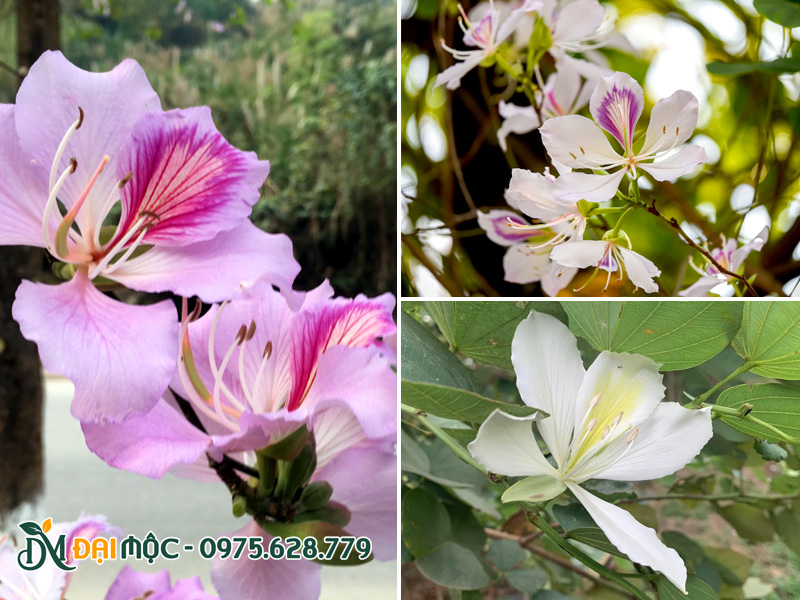 Mùa sắc và hình thái hoa ban Tây Bắc