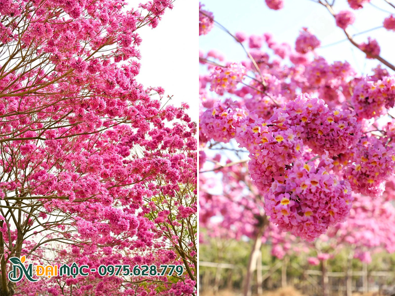 Hoa cây phong linh tím cổ thụ vô cùng rực rỡ