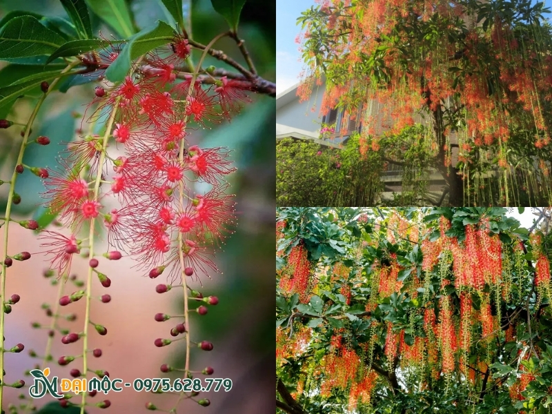 Hoa lộc vừng nở đỏ rực ấn tượng