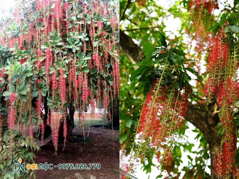 Hoa lộc vừng nở rộ đỏ rực
