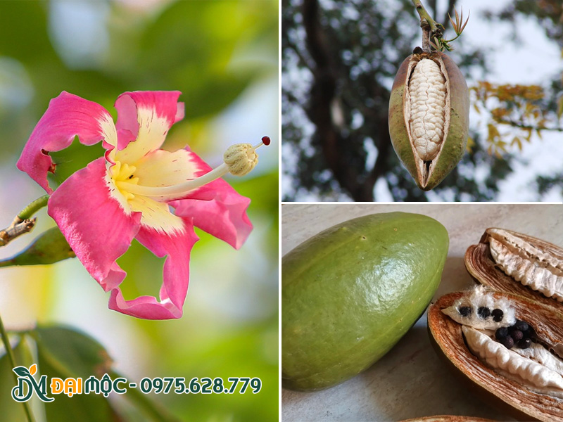 Hình thái đặc trưng của hoa và quả của cây mỹ nhân cổ thụ