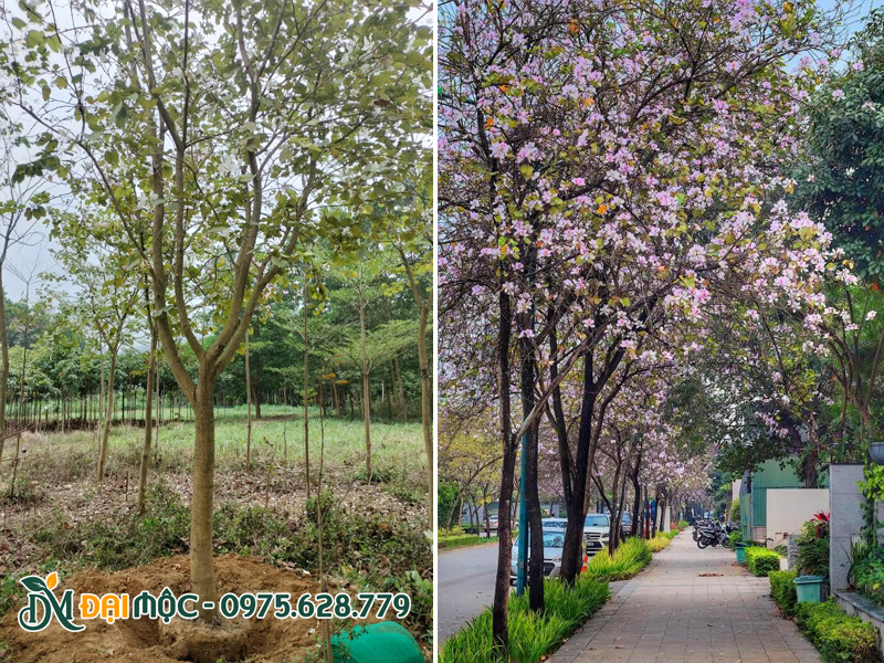 Cây hoa ban tây bắc trồng hàng dài trước biệt thự liền hề