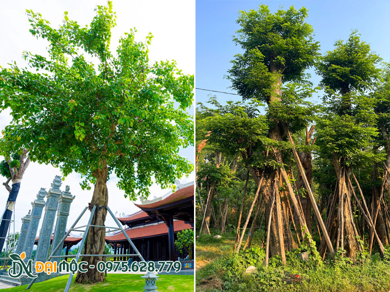 Chọn mua cây lưu niệm cổ thụ tạo bóng mát cho quanh năm cho công trình