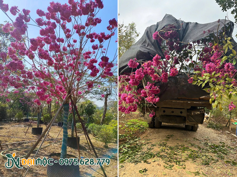 Tiến hành vận chuyển cây phong linh hoa tím dưỡng ủ bầu nổi