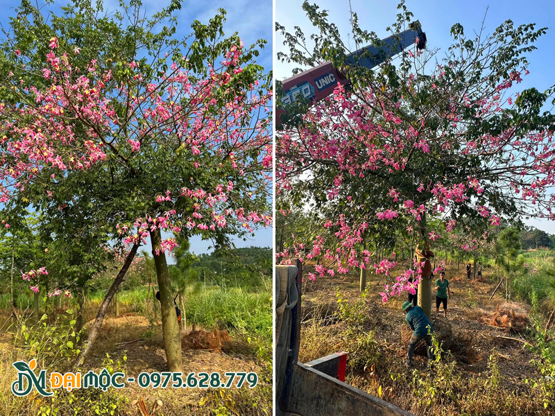 Bứng bầu và cẩu cây mỹ nhân cổ thụ