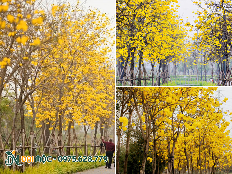 Hàng phong linh hoa vàng trồng dọc vỉa hè, lối đi bộ