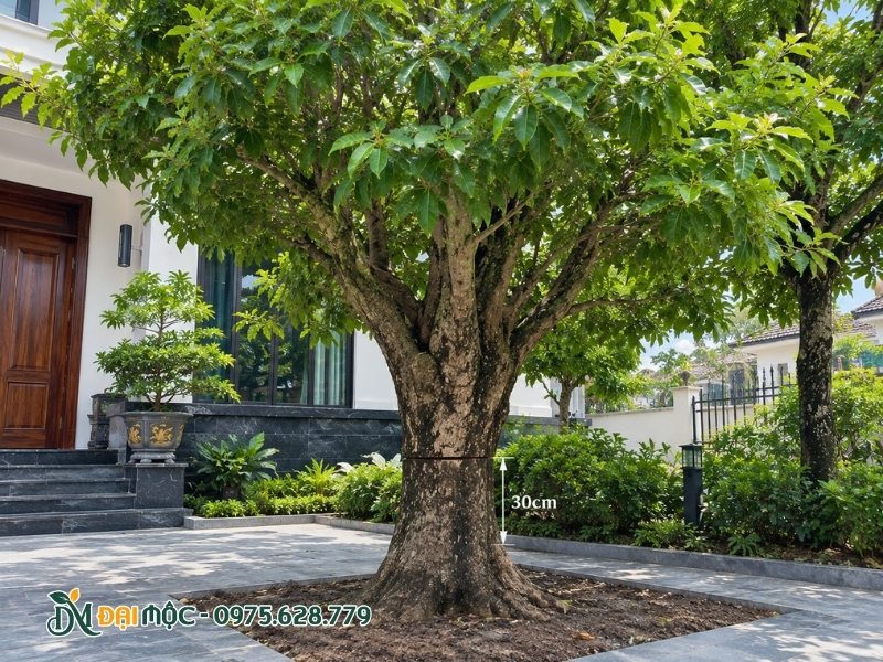 Cây lộc vừng cổ thụ được khoanh vỏ thân