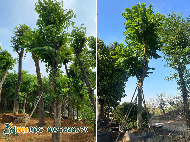 Dưỡng ủ cây ban tây bắc cổ thụ trong bầu nổi