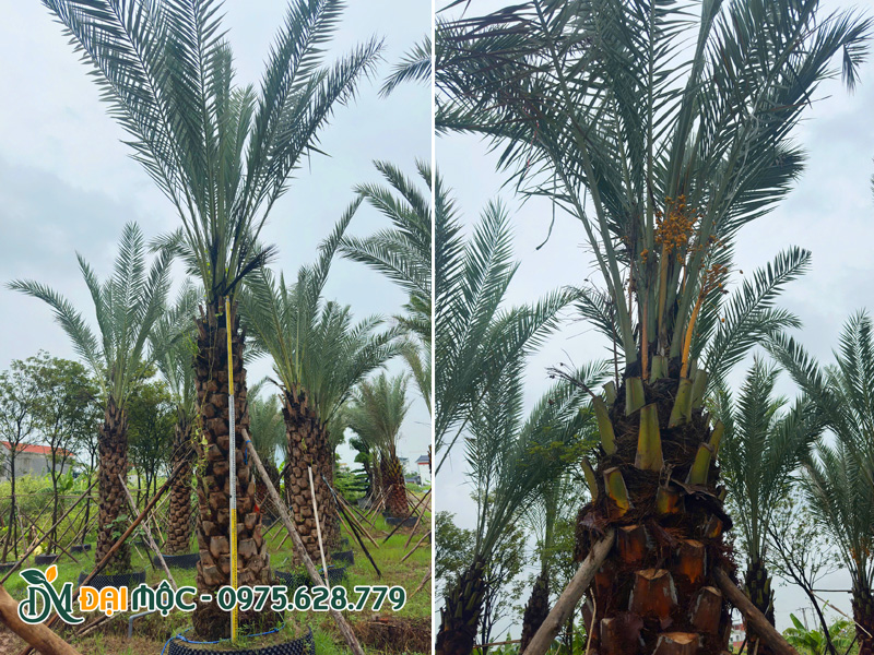 Vườn dưỡng lâu năm cây chà là cổ thụ cao vút lá khoảng 7m