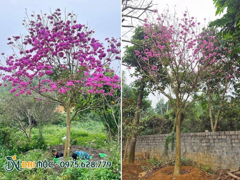Bứng và dưỡng ủ cây hoa phong linh tím cổ thụ đường kính gốc 15 - 20cm