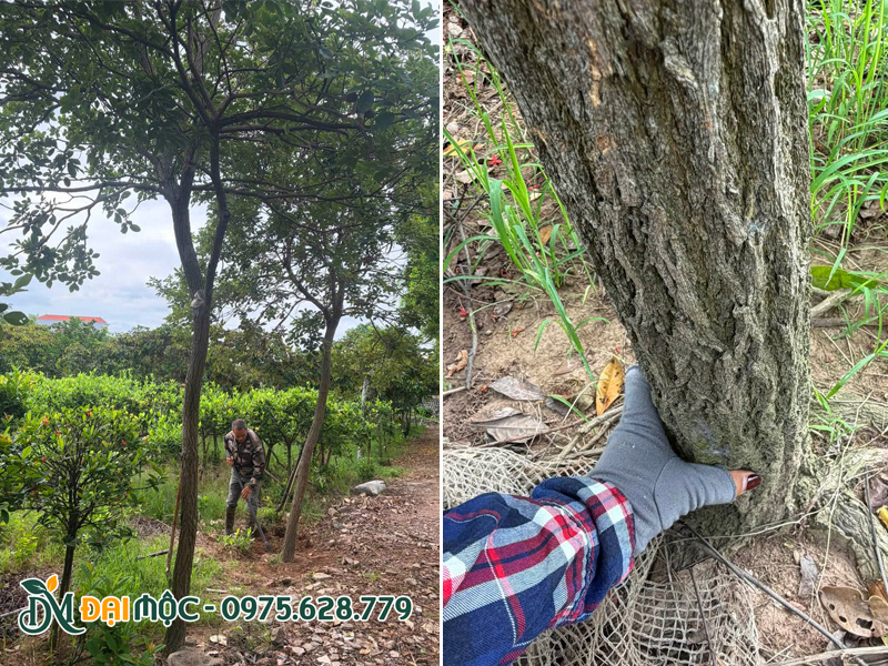 Tuyển chọn cây phong linh hoa vàng cổ thụ