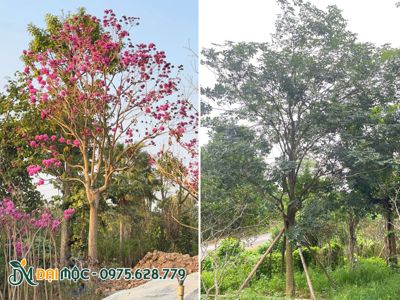 Cây phong linh tím cổ thụ sử dụng làm cây mẹ tại vườn ươm