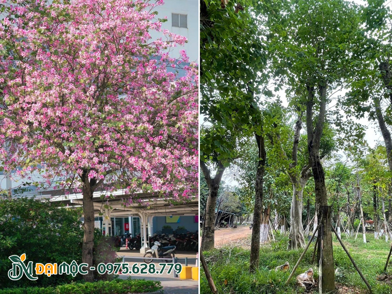 Ban Tây Bắc trồng cảnh quan khu đô thị