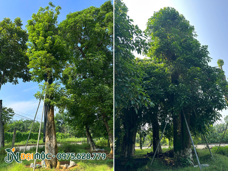 Chọn mua cây lưu niệm cổ thụ xanh quanh năm