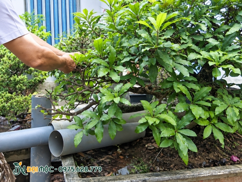Cây lộc vừng cổ thụ bonsai đang được nghệ nhân cắt giật