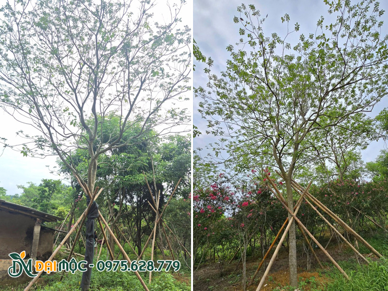 Chăm sóc cây hoa phong linh tím cổ thụ sau khi trồng