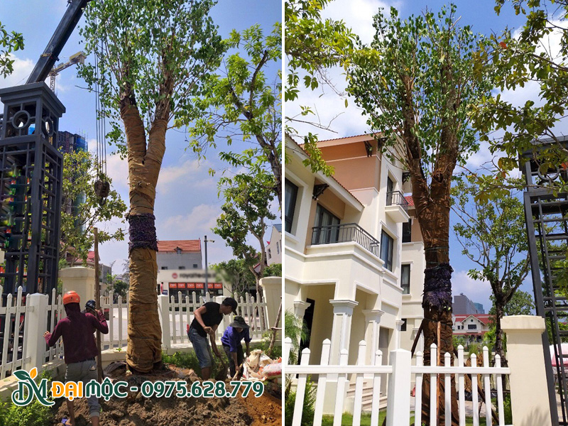 Ban Tây Bắc cổ thụ trồng trong sân vườn biệt thự