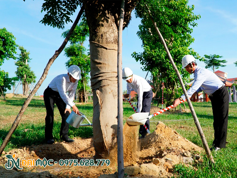 Các lãnh đạo tham gia quá trình thi công trồng cây cổ thụ lưu niệm