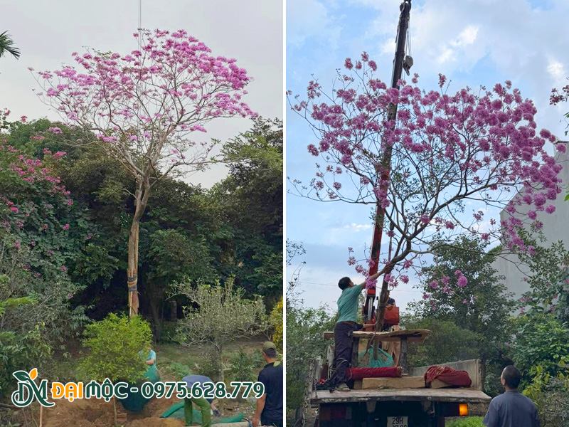Tiến hành hạ trồng cây phong linh tím cổ thụ sẵn hoa đẹp