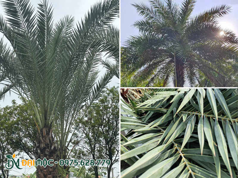 Tán lá cây chà là màu xanh bạc ấn tượng