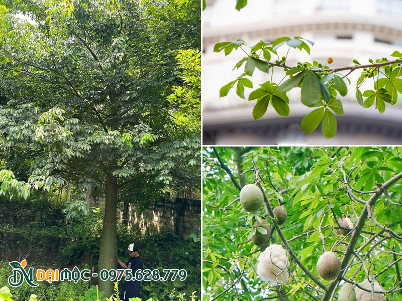 Tán lá xanh của cây mỹ nhân cổ thụ