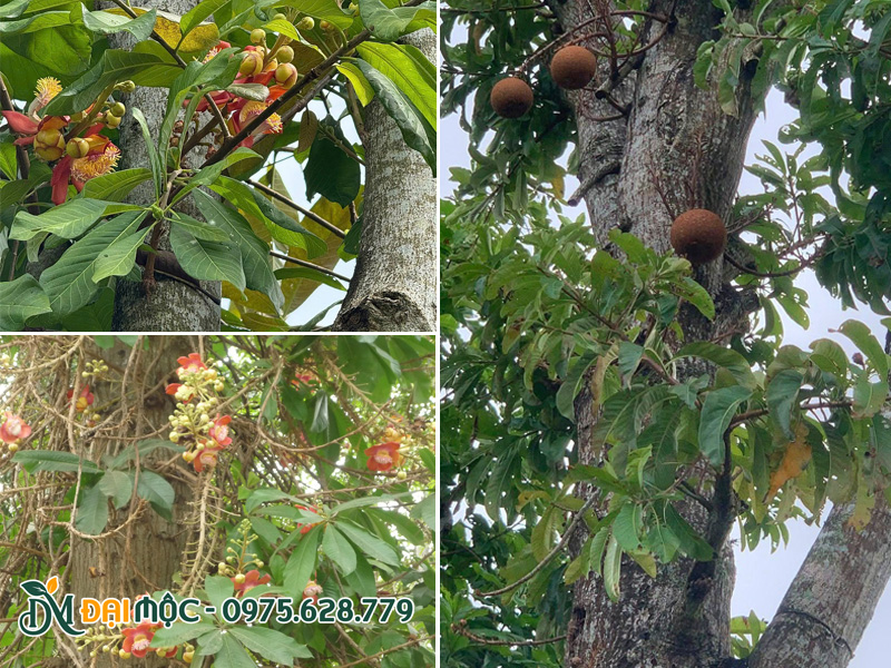 Hình thái lá và tay cành cây sala cổ thụ