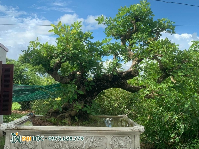 Lộc vừng cổ thụ dáng bay trồng chậu