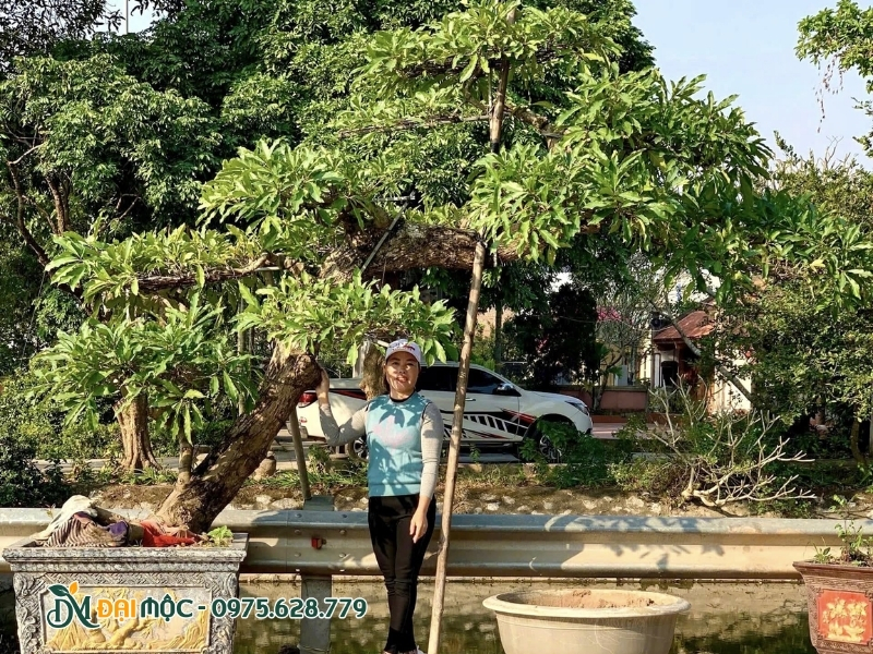 Cây lộc vừng dáng bàn trà tại vườn