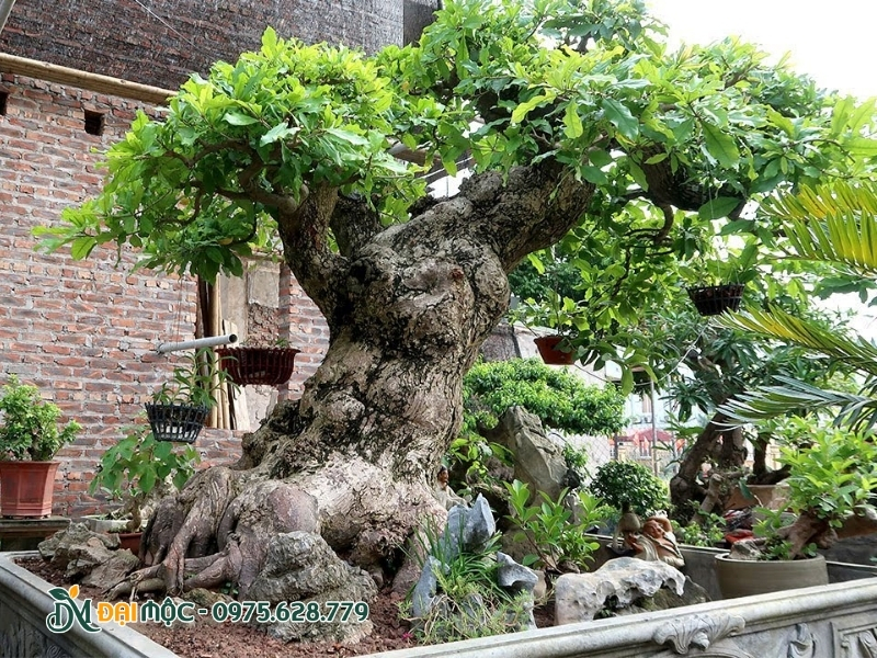 Cây lộc vừng dáng hoành có bộ rễ nổi cuồn cuộn