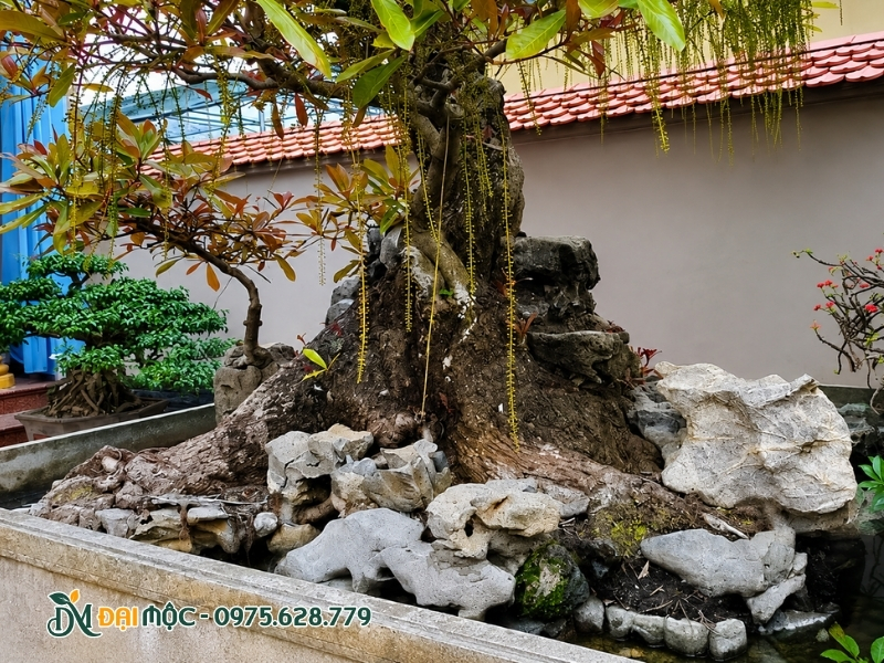 Cây lộc vừng cổ thụ bonsai dáng ôm đá