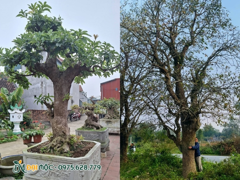 Cây lộc vừng cổ thụ dáng trực uy nghi
