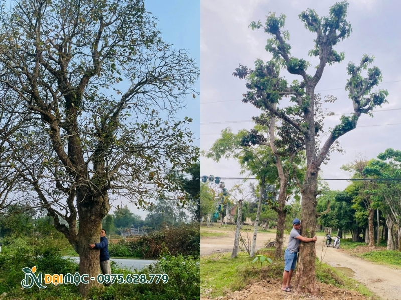 Cây lộc vừng dáng trực ở nhà vườn