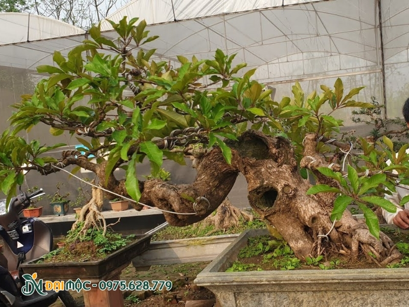 Cây lộc vừng thác đổ nhẹ rất ấn tượng