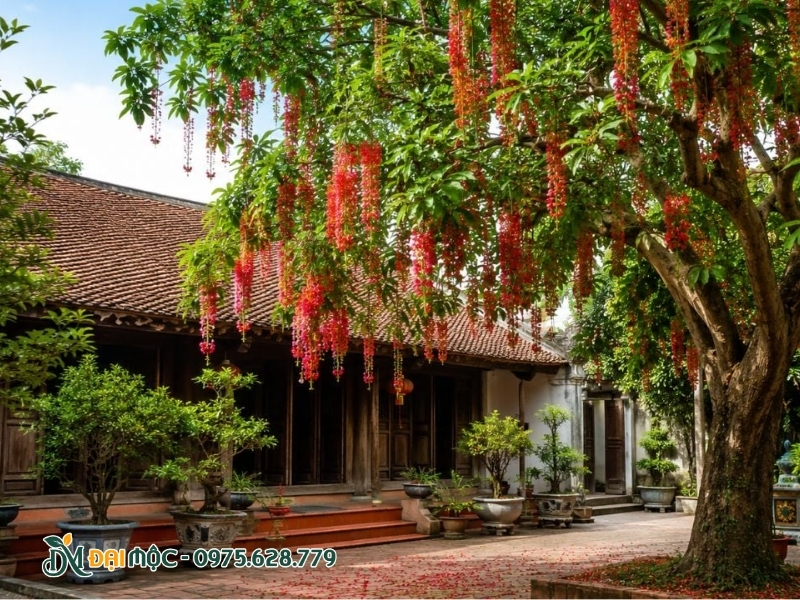 Ảnh minh họa trồng cây lộc vừng dáng trực trong khu tâm linh