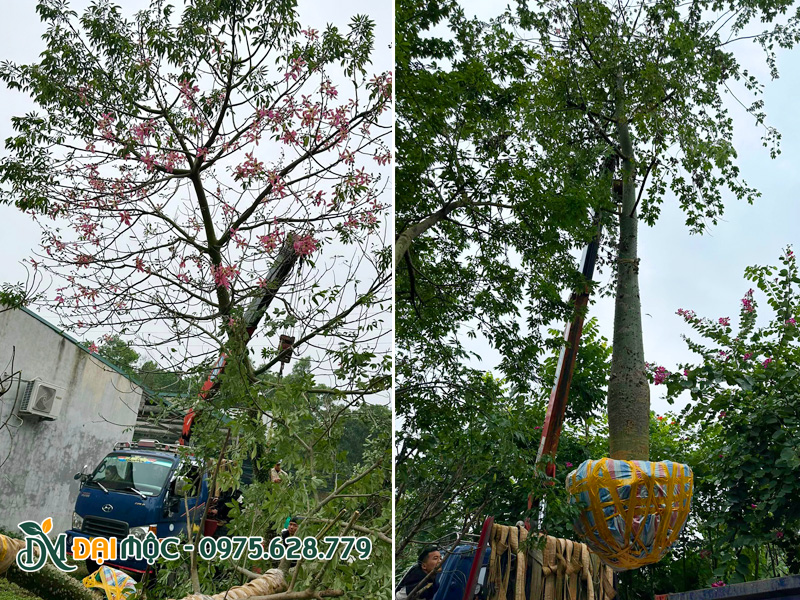 Quá trình bứng và bọc bầu, đưa cây mỹ nhân cổ thụ lên xe