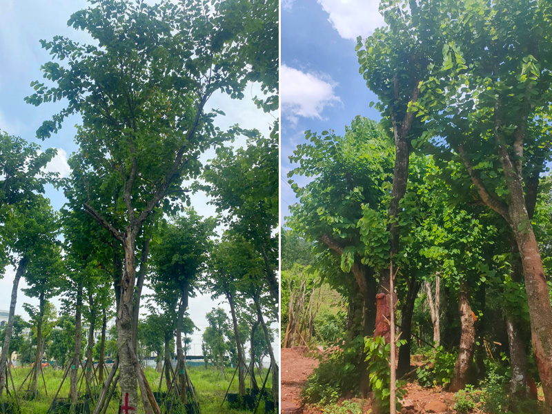 Cây hoa ban tây bắc cổ thụ đã dâm ủ kỹ